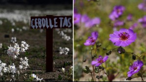 Desierto florido 2026. Ftoso: Aton.