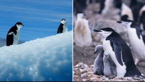 'Se trata de la pérdida de medio millón de individuos': Por esta razón la Antártida se está quedando sin Pingüinos