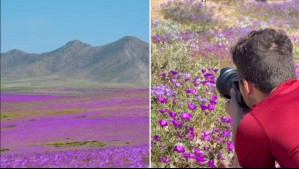 ¿Tienes pensado ir al desierto florido?: fotógrafo chileno cuenta su travesía para ver el impresionante fenómeno natural
