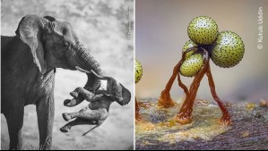 Imágenes fascinantes, desgarradoras y dramáticas: Ganadores del concurso de fotografía de vida silvestre 2026