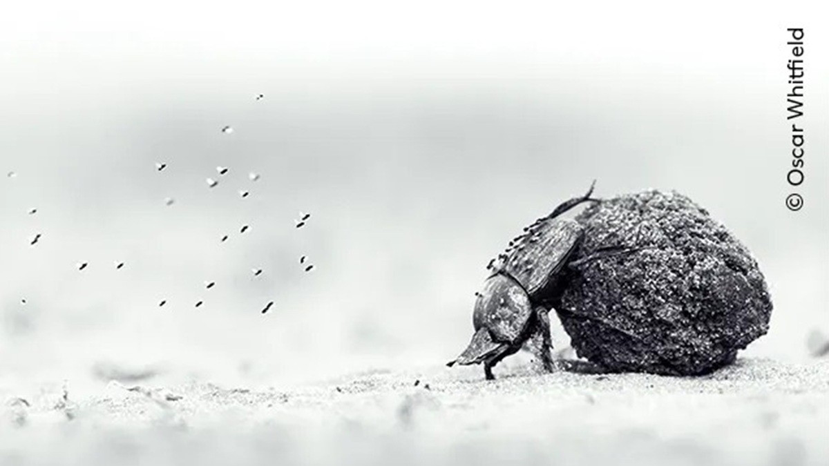 Ardua labor de amor. Ganadores del concurso Fotógrafo del Año 2026