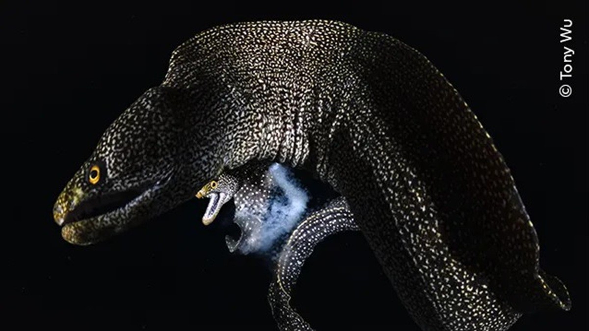 Fabricación de morenas. Ganadores del concurso Fotógrafo del Año 2026