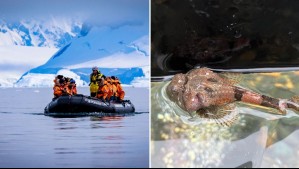 Muerte celular programada: El devastador impacto del calor y los microplásticos en los peces de la Antártica