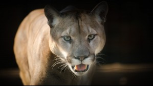 Foto referencial de un puma cómo el que vive en el Parque Nacional Las Peñuelas, en Valparaíso.