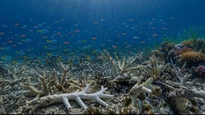 El irreversible SOS de los corales del planeta: Arrecifes podrían desaparecer por efecto del calentamiento oceánico