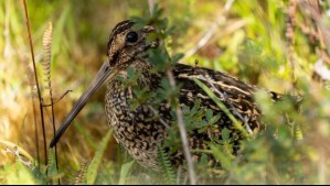 Documentan con éxito un nido de becacina grande tras casi un siglo sin registros: ¿Qué se sabe sobre esta especie?