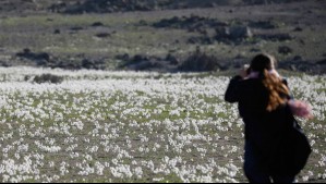 Impulsados por el Desierto Florido: Dos destinos de la región de Atacama entran al top 5 de ocupación turística nacional