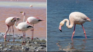 Refugio secreto en Hualpén: Corredor biológico de categoría mundial sirve de oasis a los flamencos en la caleta Lenga