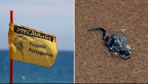 'Puede ser muy peligrosa': Prohíben acceso a dos playas de Valparaíso por proliferación de la fragata portuguesa